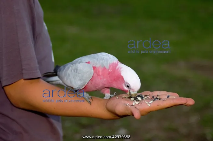 : Galah - Wild bird feeding from hand of tourist : Galah - Wild bird feeding from hand of tourist