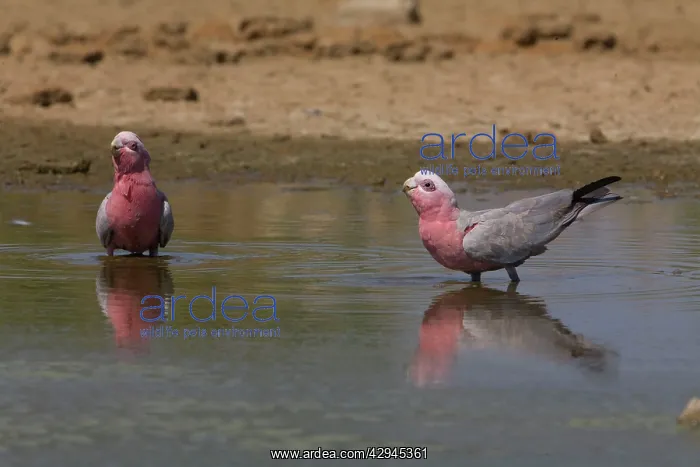 : Galahs drinking : Galahs drinking