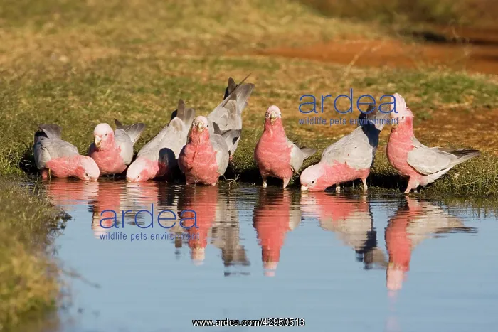 : Galahs - Drinking at a waterhole : Galahs - Drinking at a waterhole