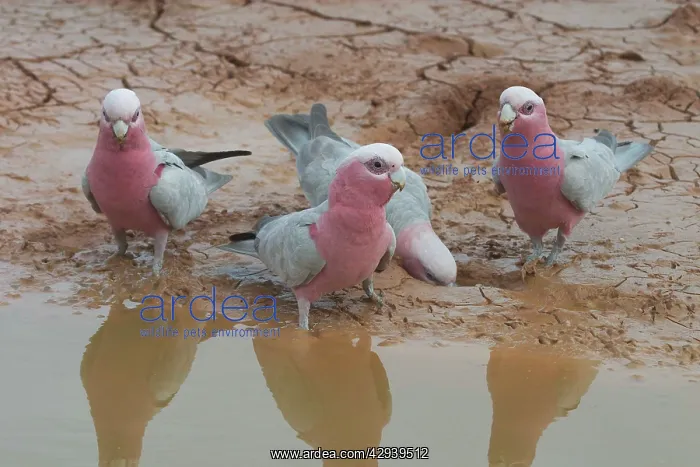 : Galahs - At drying pool : Galahs - At drying pool