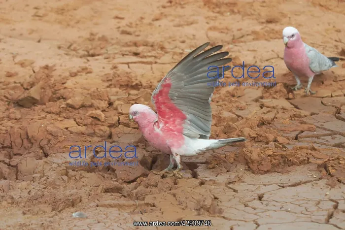 : Galahs - At drying pool : Galahs - At drying pool