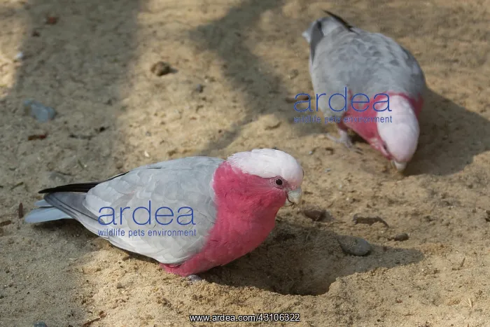  : Galahs (Eolophus roseicapilla)