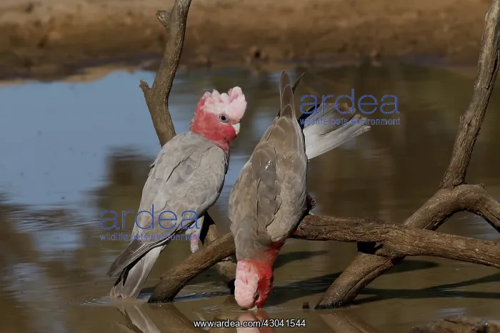  : Two Galahs Two Galahs