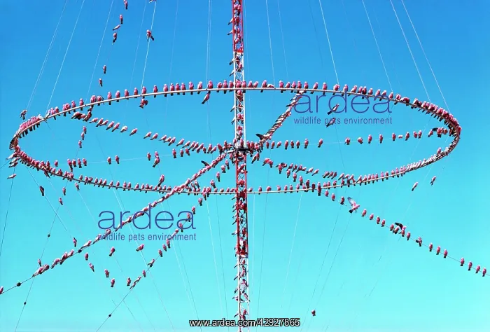 : Galahs - roosting on aerials : Galahs - roosting on aerials