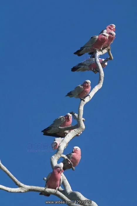 : Galahs - On tree branch : Galahs - On tree branch