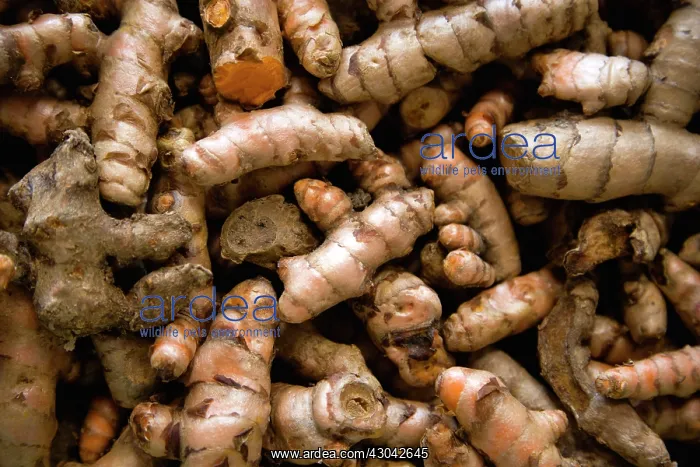 : Galangal, Alpinia galangal : Galangal, Alpinia galangal