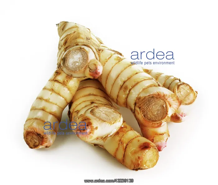 : Galangal, Alpinia galangal : Galangal, Alpinia galangal