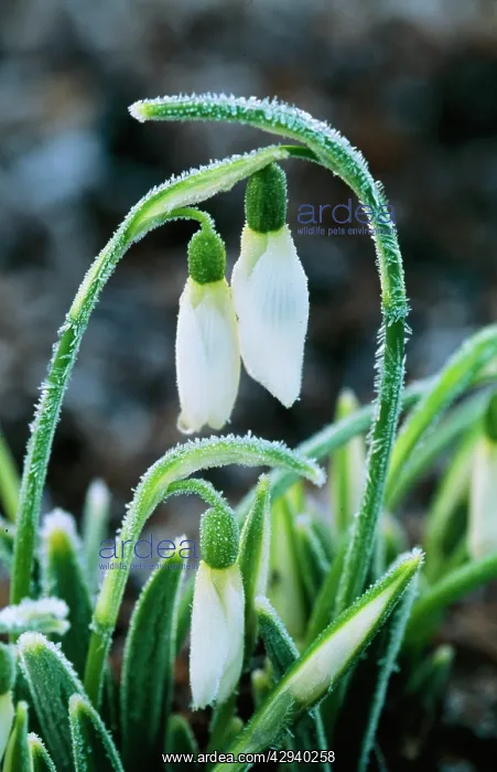  : Galanthus Merlin SNOWDROP - After heavy over-night