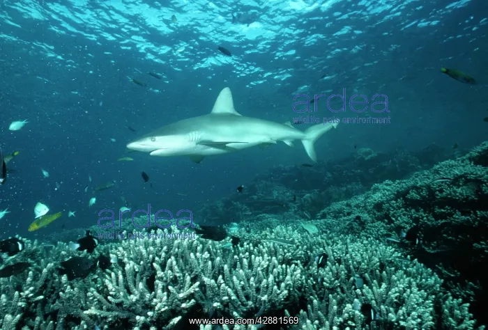: GALAPAGENSIS SHARK : GALAPAGENSIS SHARK