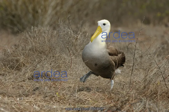 : Galapagos Albatross : Galapagos Albatross