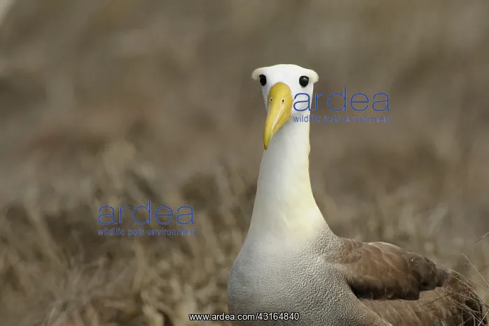 : Galapagos Albatross : Galapagos Albatross