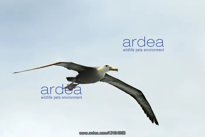 : Galapagos Albatross : Galapagos Albatross