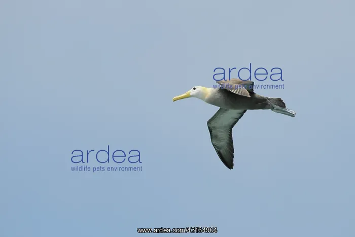 : Galapagos Albatross : Galapagos Albatross