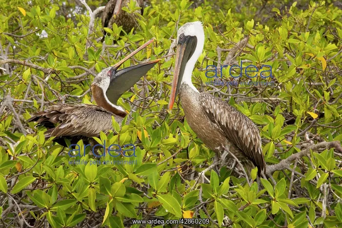 : Galapagos Brown Pelican - nesting in red mangroves : Galapagos Brown Pelican - nesting in red mangroves