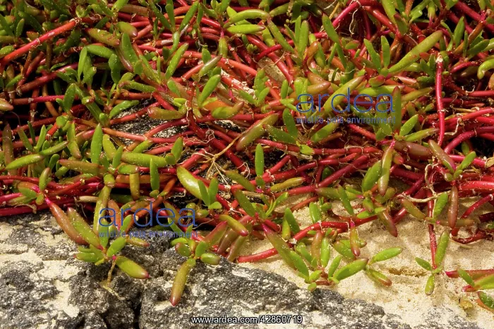 : Galapagos carpetweed : Galapagos carpetweed