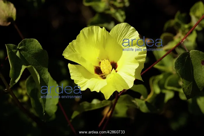 : Galapagos cotton - in flower : Galapagos cotton - in flower
