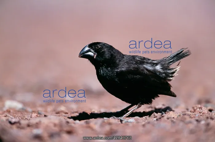 : Galapagos / DarwinIs Finch - Large Ground Darwin : Galapagos / DarwinIs Finch - Large Ground Darwin
