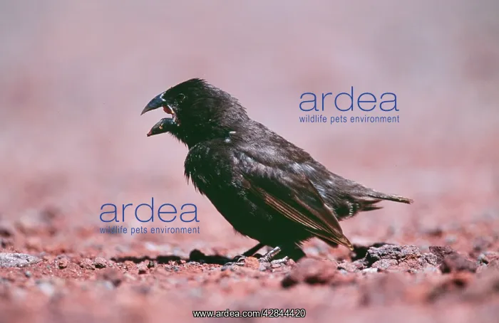 : Galapagos / DarwinIs Finch - Large Ground Finch : Galapagos / DarwinIs Finch - Large Ground Finch