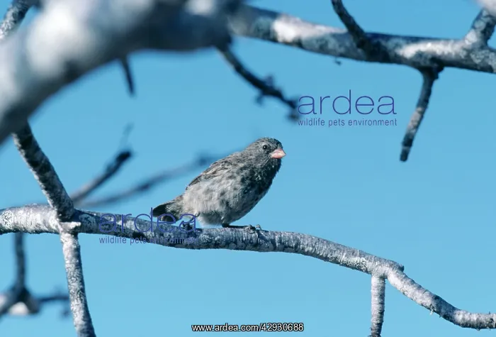 : Galapagos / DarwinIs Finch - Small Ground Finch : Galapagos / DarwinIs Finch - Small Ground Finch