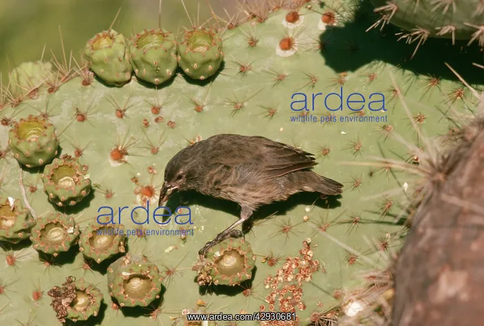 : Galapagos / Darwin's Cactus FINCH - perched on cactus : Galapagos / Darwin's Cactus FINCH - perched on cactus