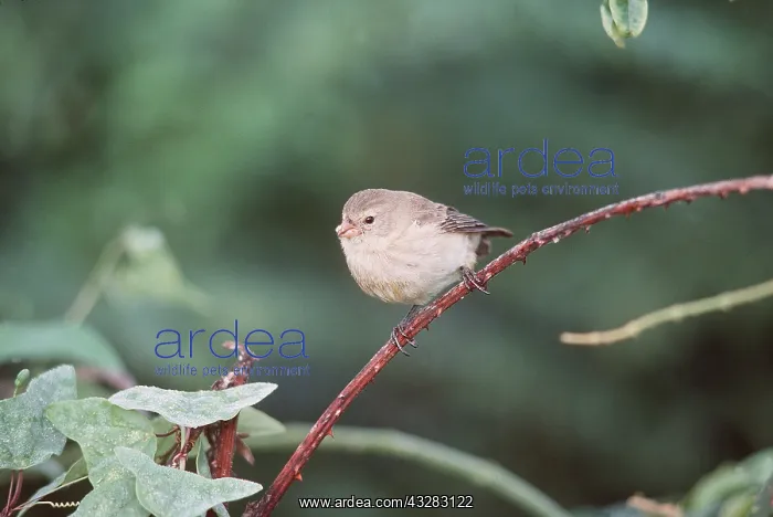 : Galapagos / Darwin's Small Tree Finch : Galapagos / Darwin's Small Tree Finch