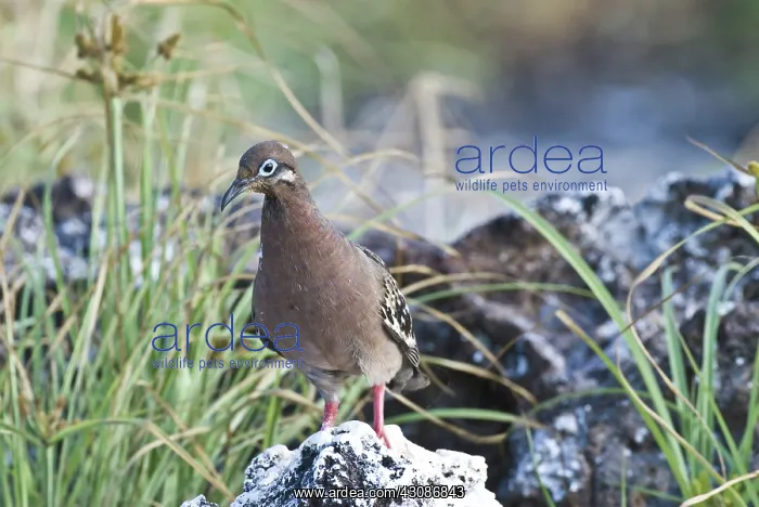 : Galapagos dove : Galapagos dove