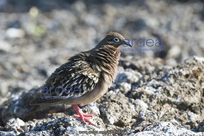 : Galapagos dove : Galapagos dove