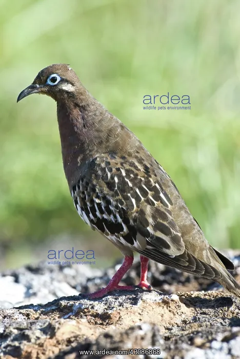 : Galapagos dove : Galapagos dove