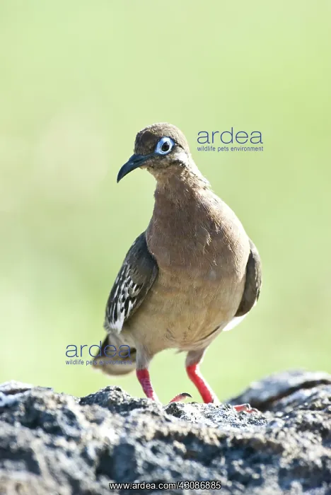 : Galapagos dove : Galapagos dove