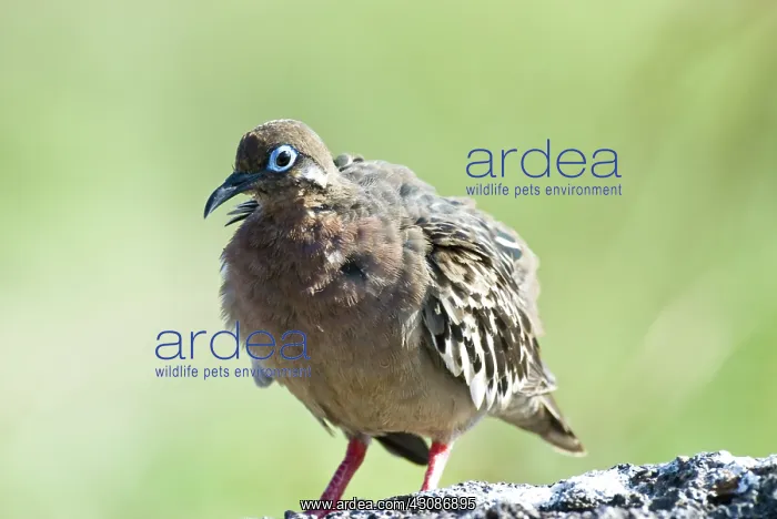 : Galapagos dove : Galapagos dove