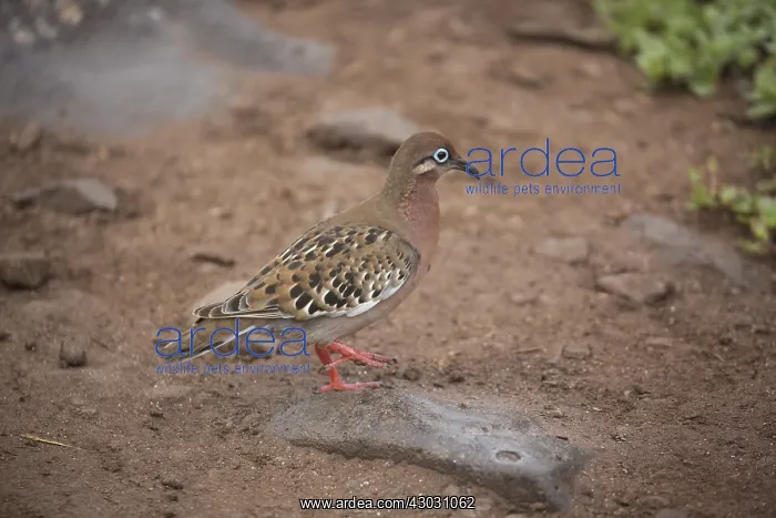 : Galapagos Dove - Foraging on the ground - Espanola : Galapagos Dove - Foraging on the ground - Espanola