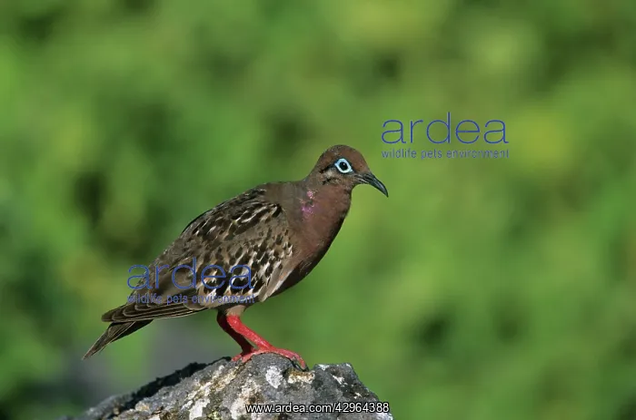 : Galapagos Dove - Hood (Espanola) island : Galapagos Dove - Hood (Espanola) island
