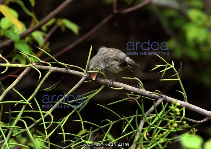 : Galapagos Finch cracking a seed : Galapagos Finch cracking a seed