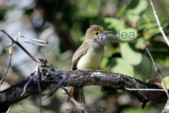 : Galapagos Flycatcher : Galapagos Flycatcher