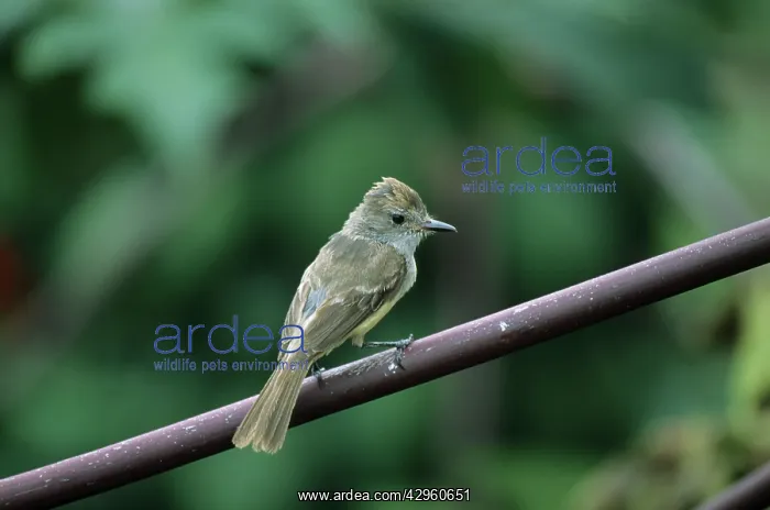 : Galapagos Flycatcher : Galapagos Flycatcher