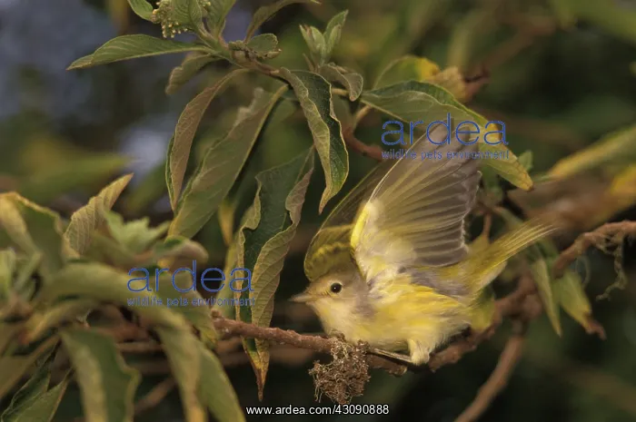 : Galapagos Flycatcher : Galapagos Flycatcher