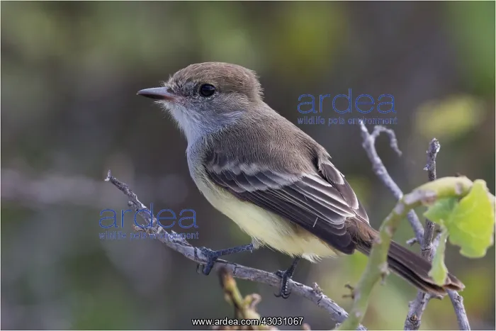  : Galapagos Flycatcher - Perched on a small branch