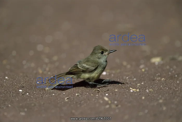 : Galapagos Flycatcher - Taking Off : Galapagos Flycatcher - Taking Off