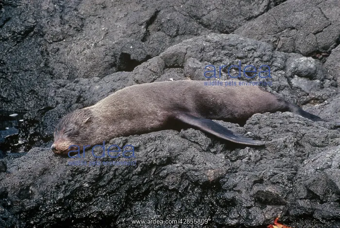 : Galapagos Fur Seal : Galapagos Fur Seal