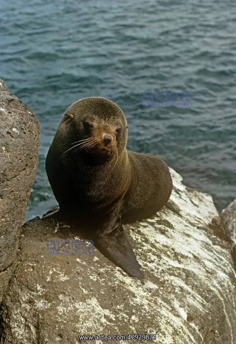 : Galapagos Fur Seal - endemic : Galapagos Fur Seal - endemic
