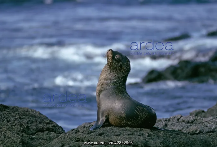 : Galapagos Fur Seal - On rock : Galapagos Fur Seal - On rock