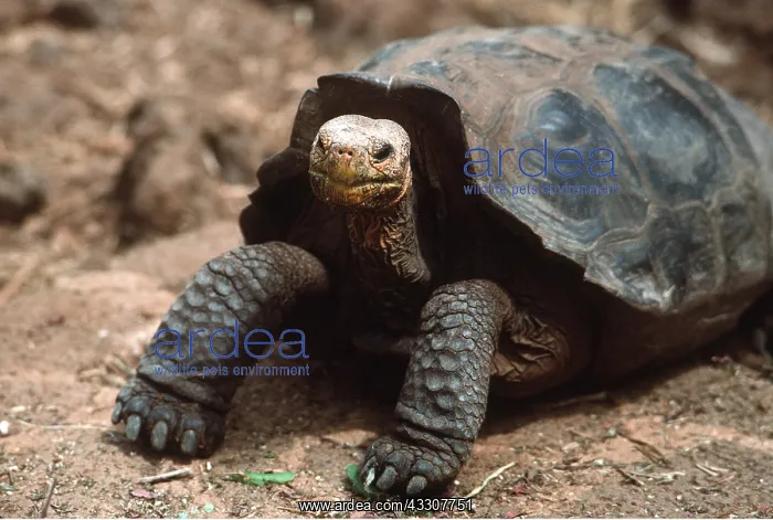 : Galapagos Giant Saddleback Tortoise : Galapagos Giant Saddleback Tortoise