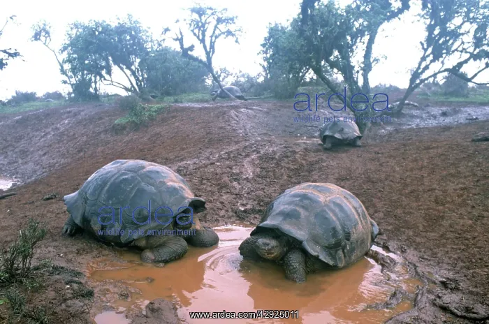 : Galapagos Giant Tortoise - 2 at drinking pool : Galapagos Giant Tortoise - 2 at drinking pool