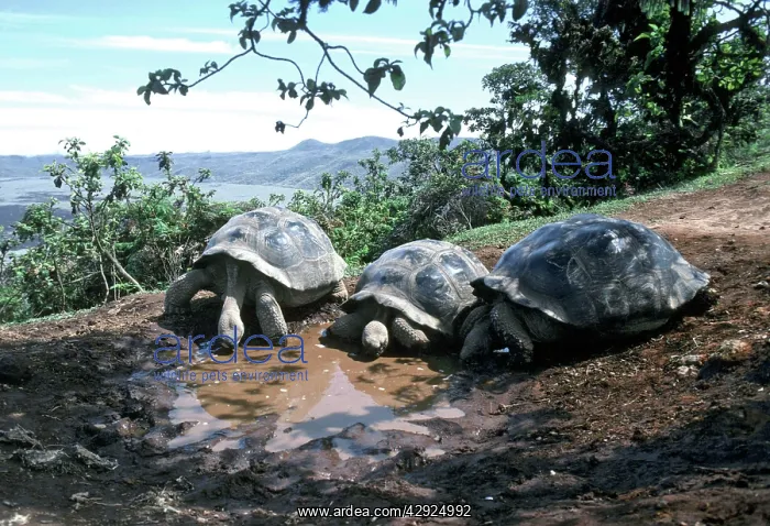 : Galapagos Giant Tortoise - 3 drinking from pool : Galapagos Giant Tortoise - 3 drinking from pool