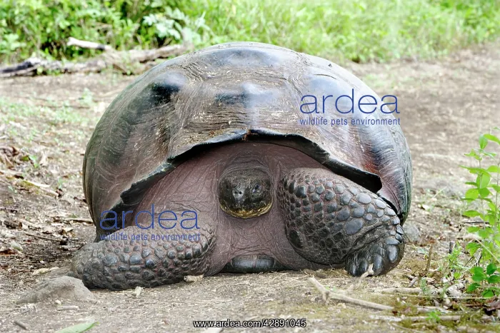 : Galapagos Giant Tortoise : Galapagos Giant Tortoise