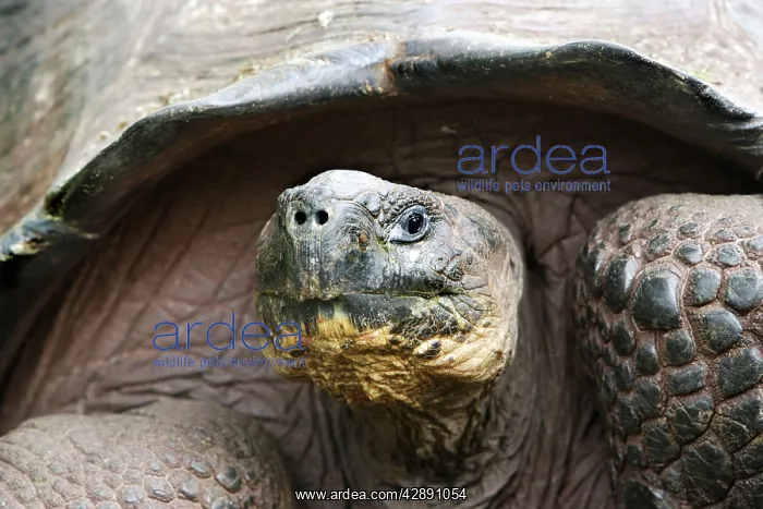 : Galapagos Giant Tortoise : Galapagos Giant Tortoise