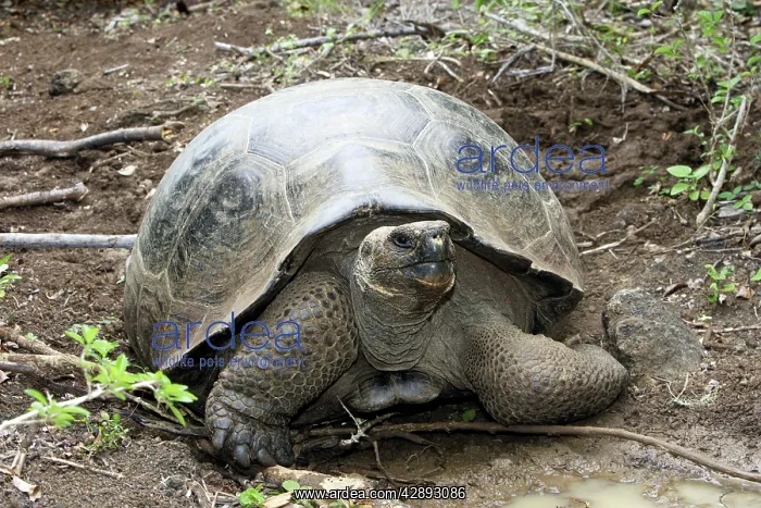 : Galapagos Giant Tortoise : Galapagos Giant Tortoise