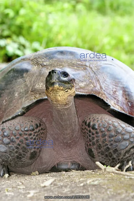  : Galapagos Giant Tortoise