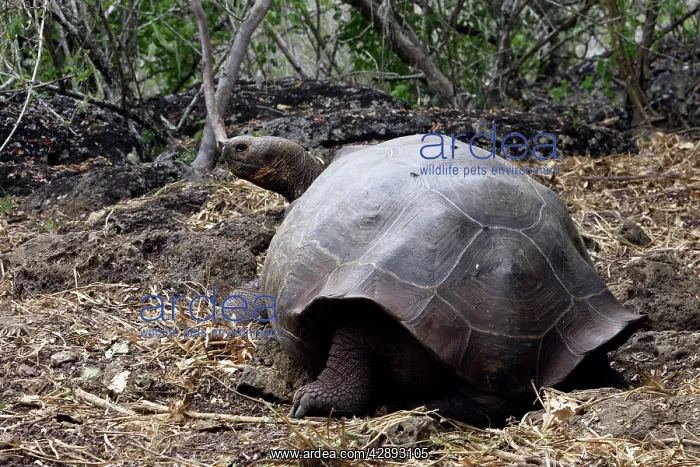 : Galapagos Giant Tortoise : Galapagos Giant Tortoise