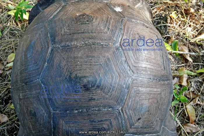 : Galapagos Giant Tortoise : Galapagos Giant Tortoise